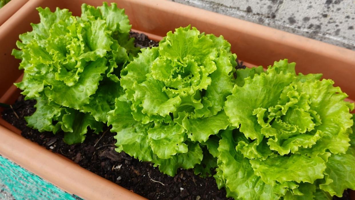Plant lettuce in a container, grow on the terrace