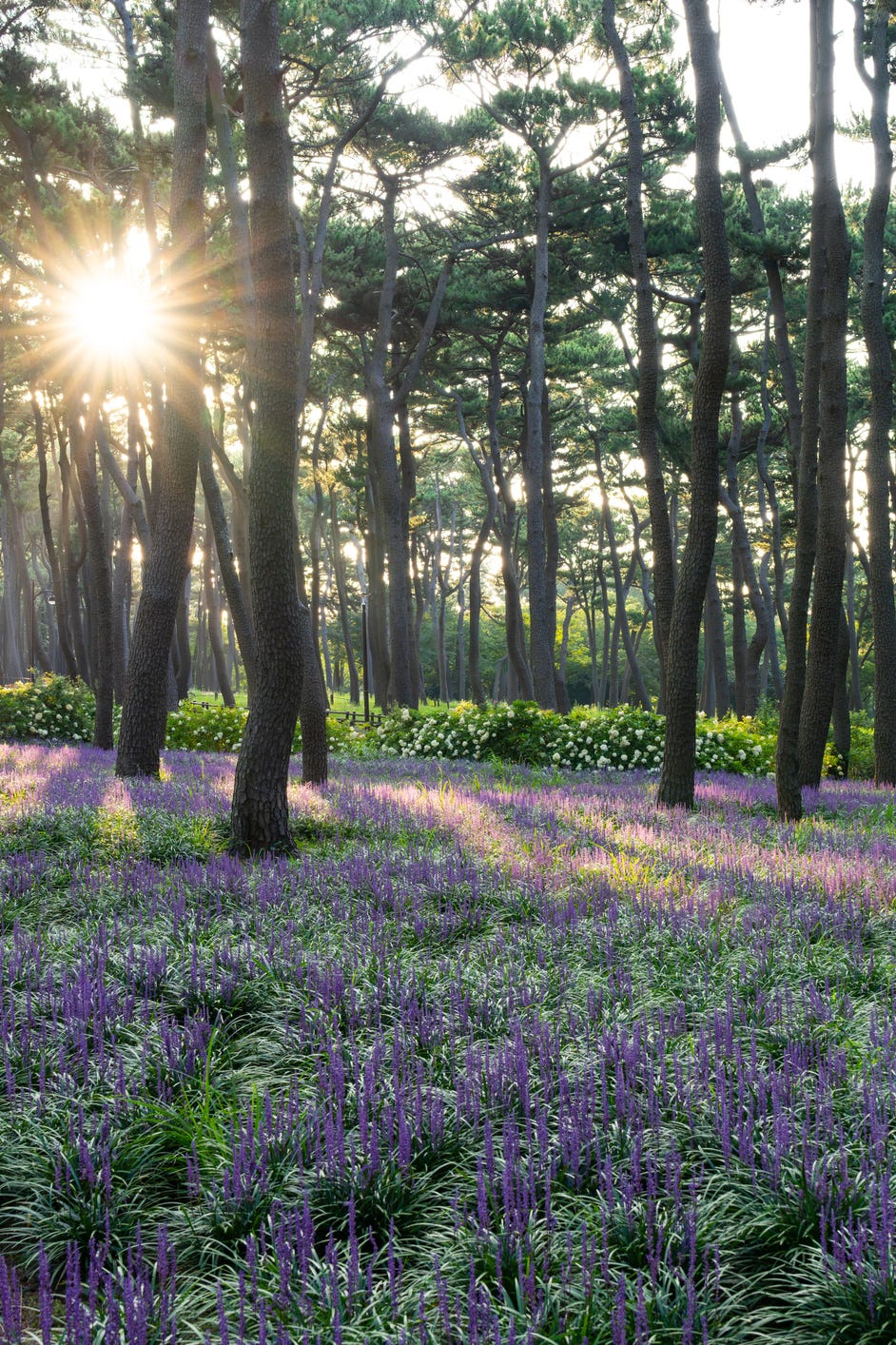 Liriope japonica flowers at Daewangam Park in Ulsan