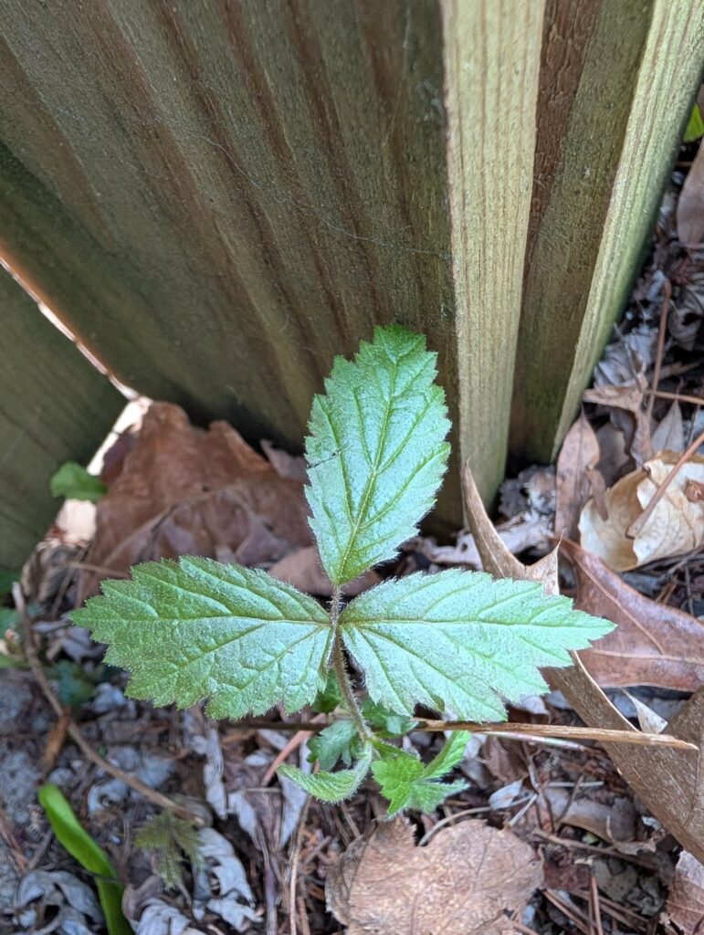 Blackberry or poison ivy?