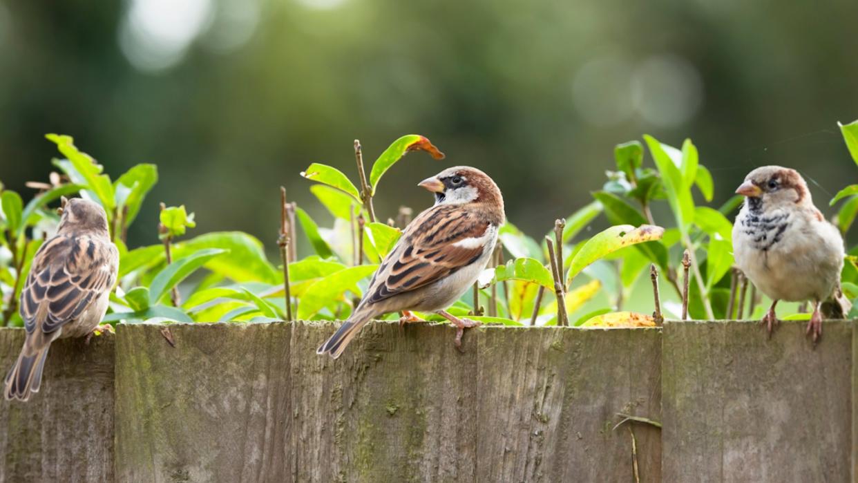 Sparrows, house sparrows (passer domesticus) on a garden fence, UK. Small British birds