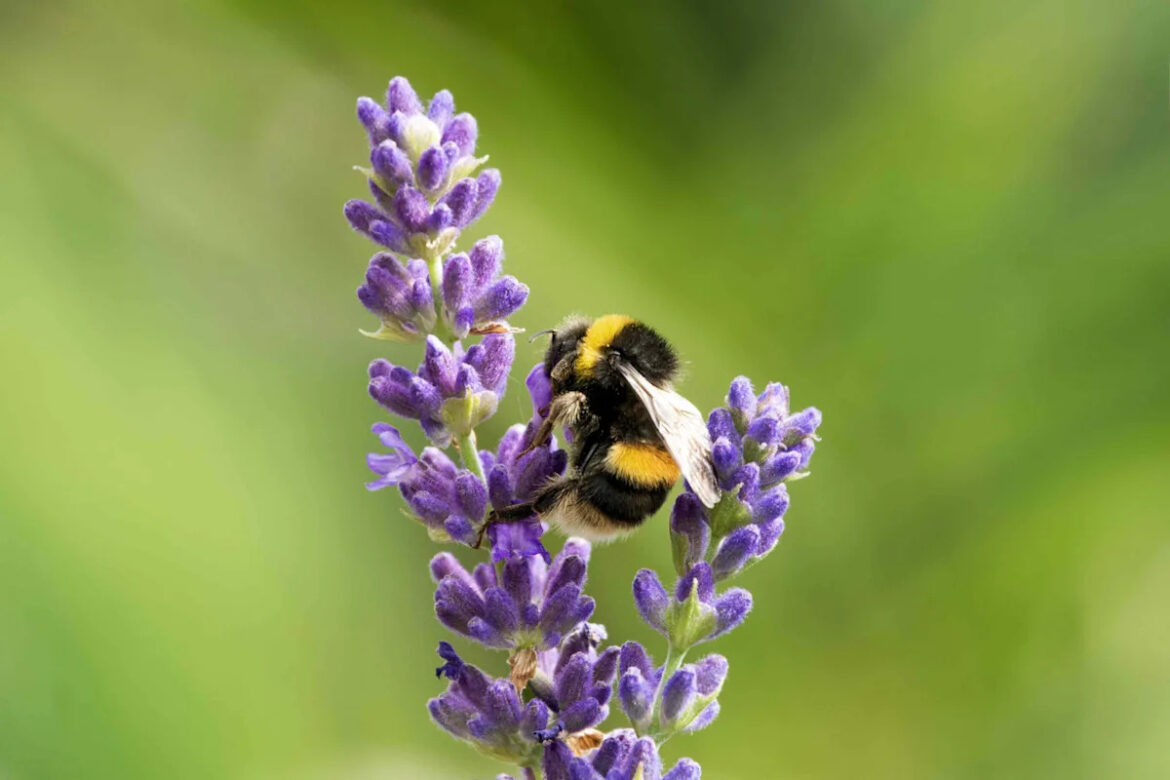 How to Make Your Garden a Safe Haven for Bees—and Help Your Plants Thrive How to Make Your Garden a Safe Haven for Bees—and Help Your Plants Thrive
