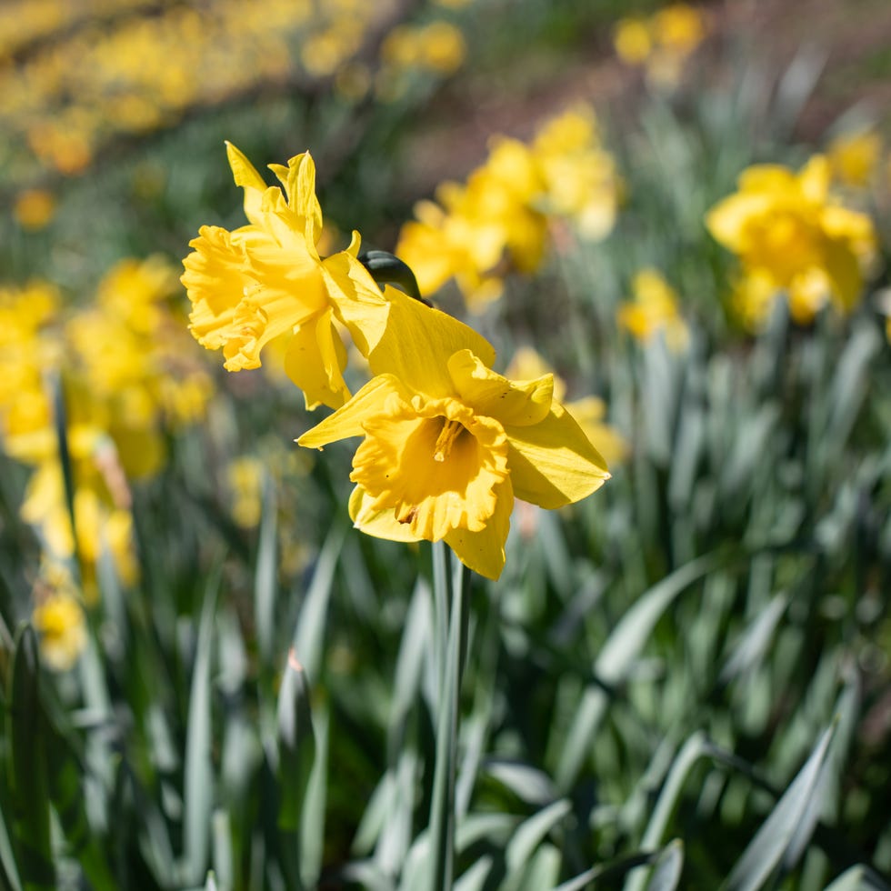 daffodils, london