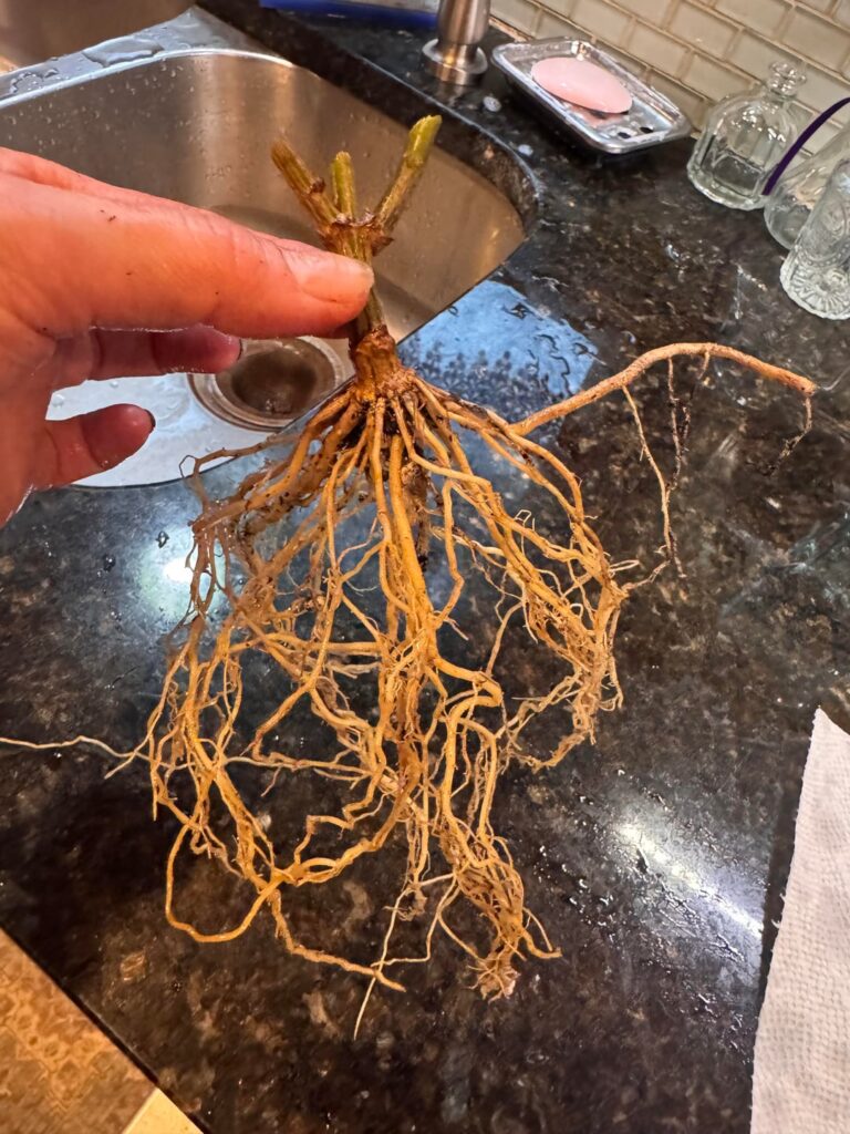 How disappointing to see no tubers from this Kelgai Ann cutting that gave me so many blooms since December in our grow tent! Iβll keep the root alive in ziplock bag with soil till mid May to plant again and see if she needed more time ! π
β¨π How disappointing to see no tubers from this Kelgai Ann cutting that gave me so many blooms since December in our grow tent! Iβll keep the root alive in ziplock bag with soil till mid May to plant again and see if she needed more time ! π
β¨π