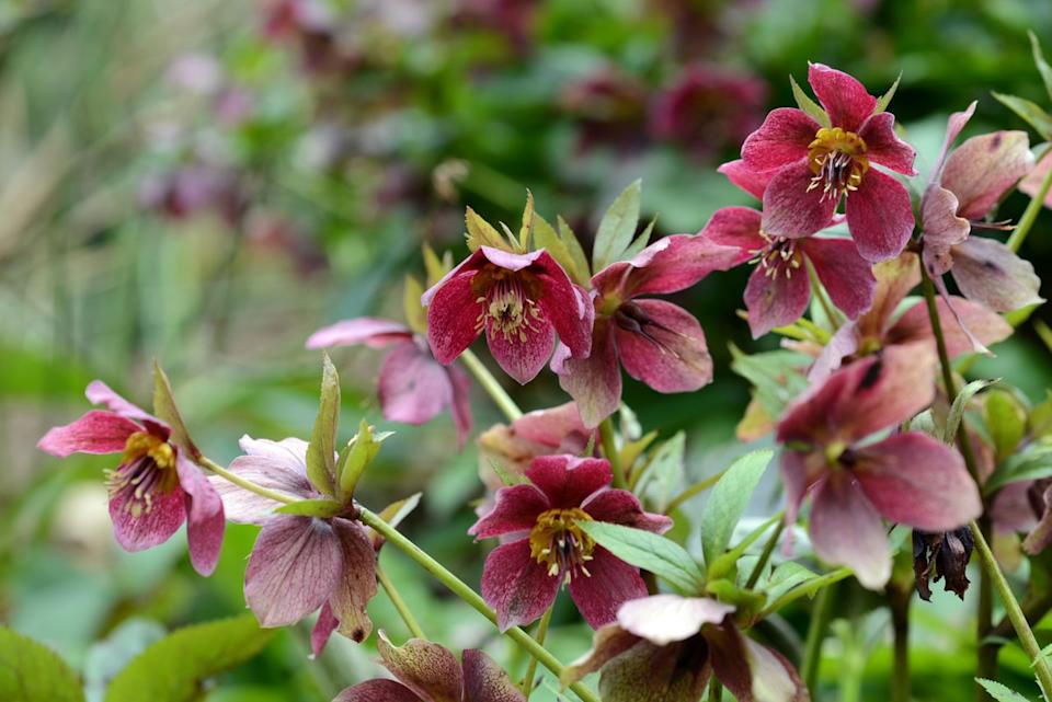 Credit: Getty Images