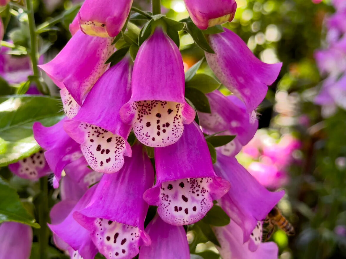 14 Tall Perennials to Bring Height and Depth to Your Garden Design Yahoo creators home