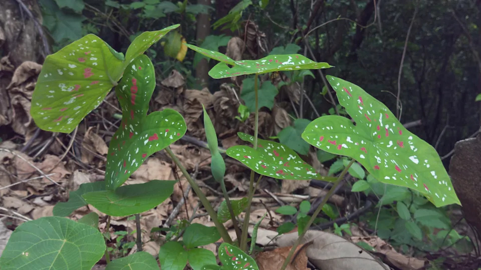 Caladium bicolor