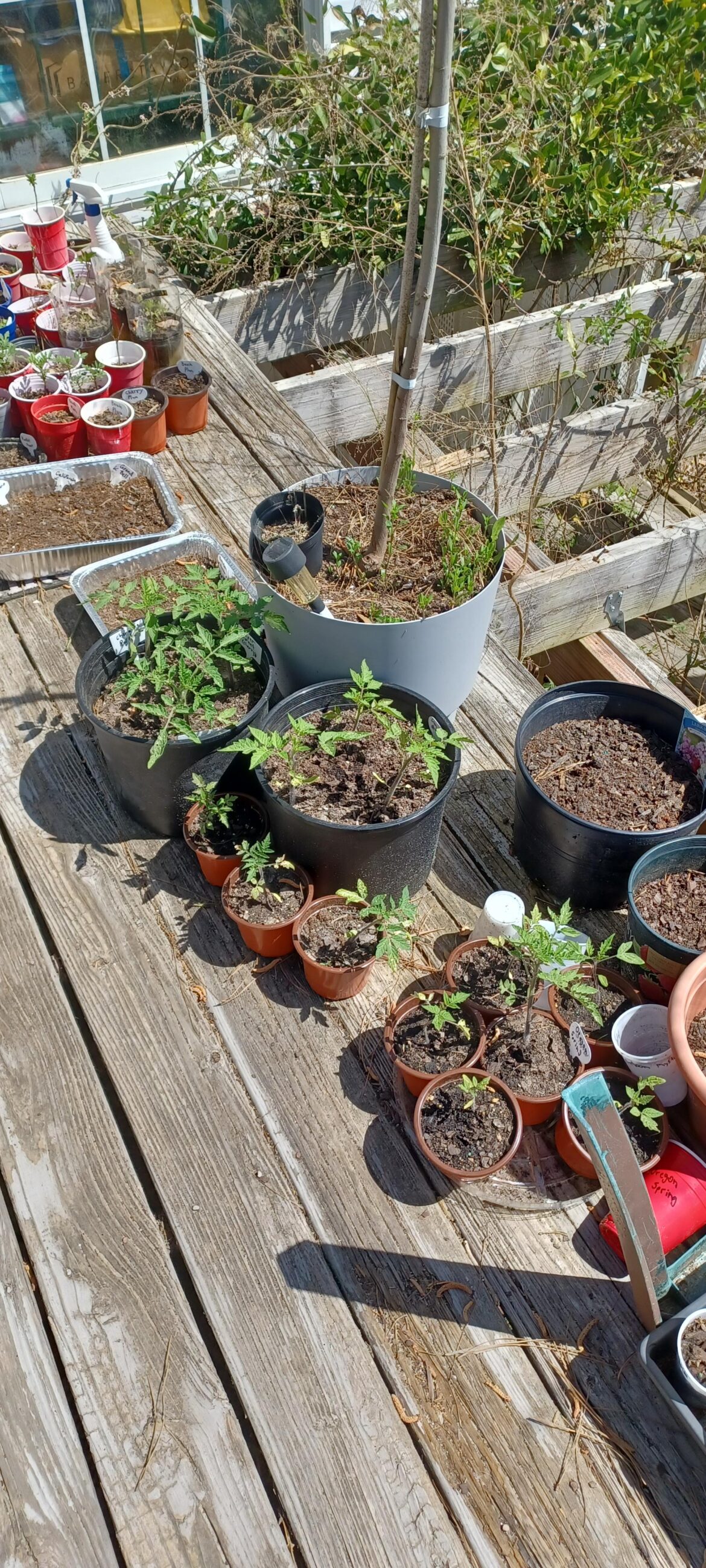 My tomato plants My tomato plants