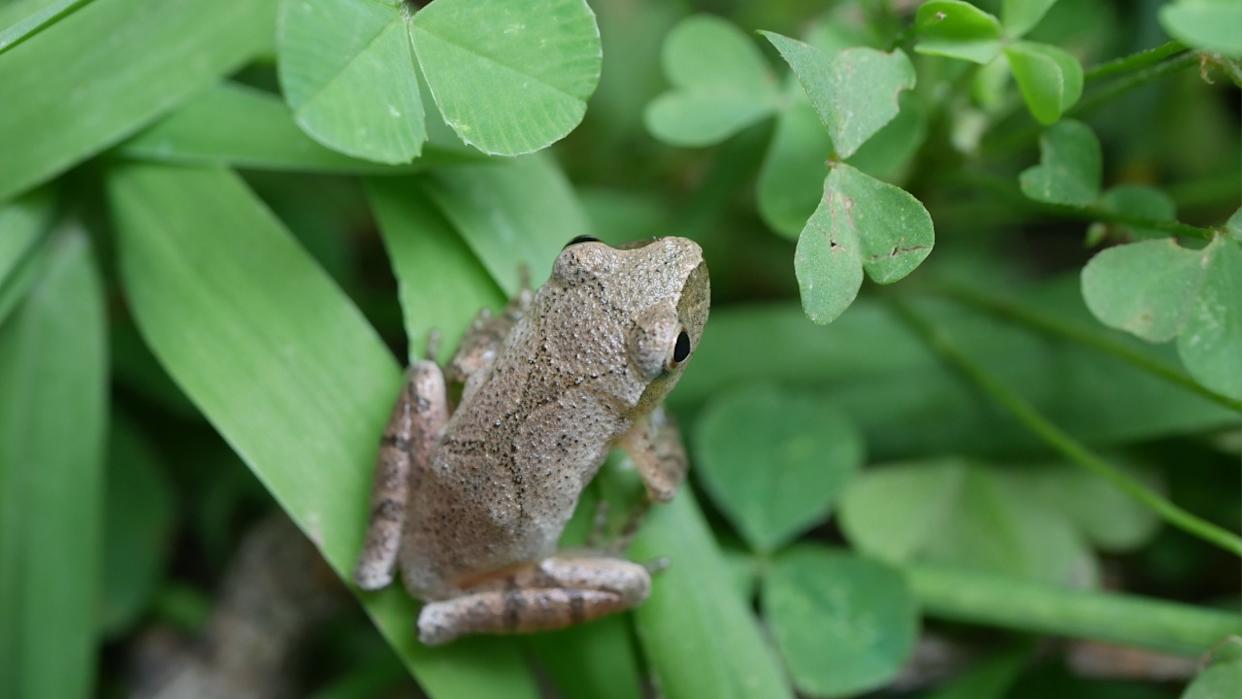 close up photo of spring peeper frog