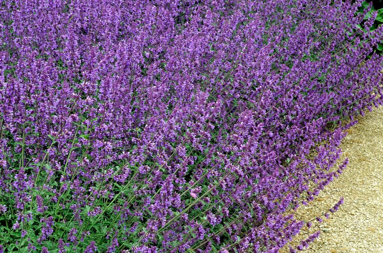Nepeta racemosa 'Walker's Low' is a popular catmint.Credit: Neil Holmes/Oxford Scientific/Getty Images