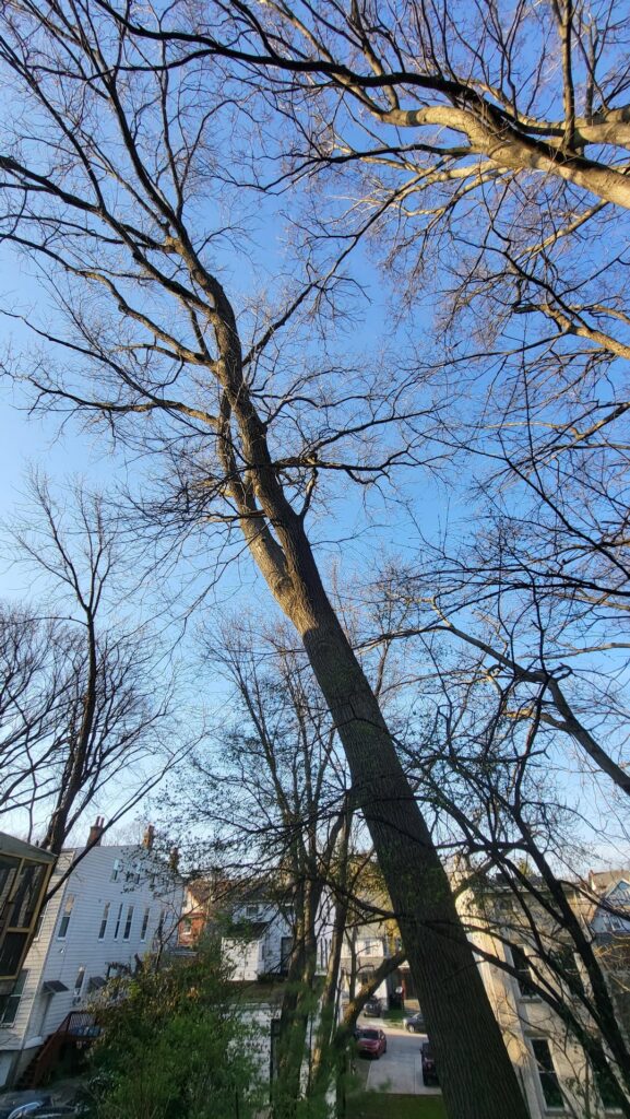 Multiple arborists later, I've decided to keep my curved red oak