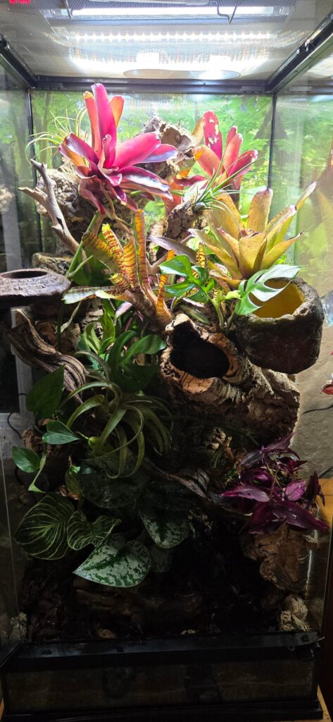 WTF vivarium almost done! WTF vivarium almost done!