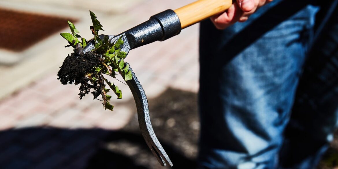 Grampa’s Stand-Up Weed Puller, Reviewed by Popular Mechanics