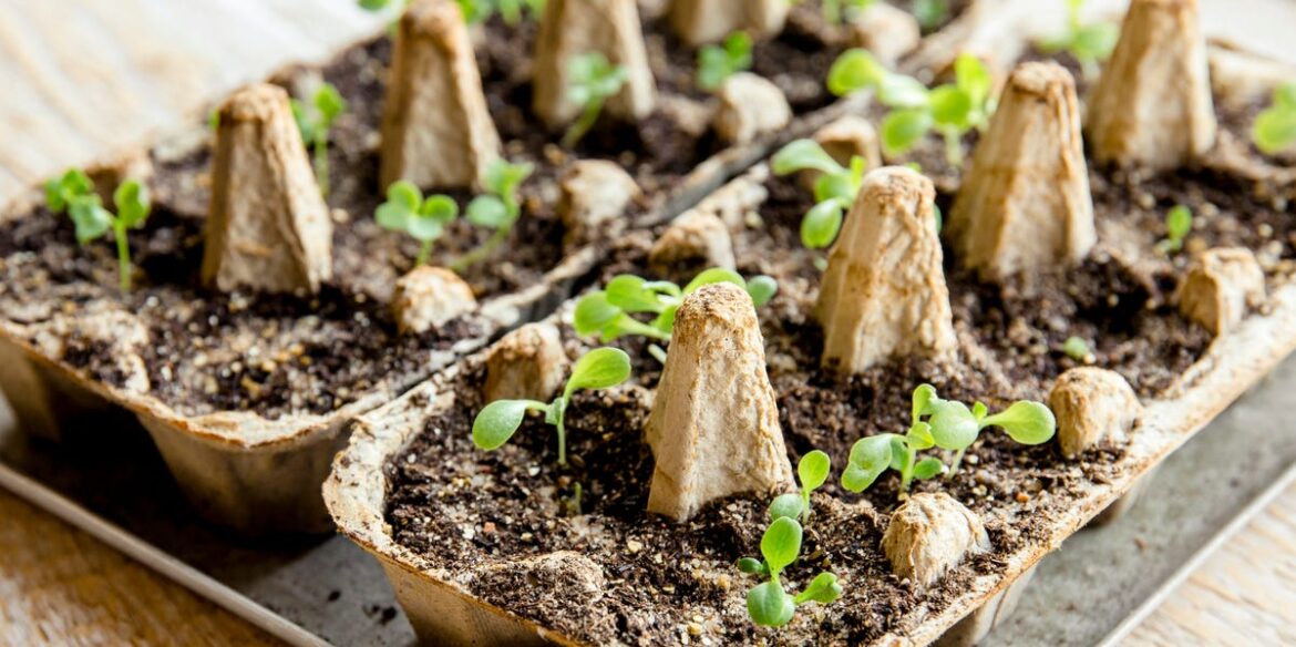 No Greenhouse? This Everyday Household Item Helps Seedlings Grow Faster On A Windowsill