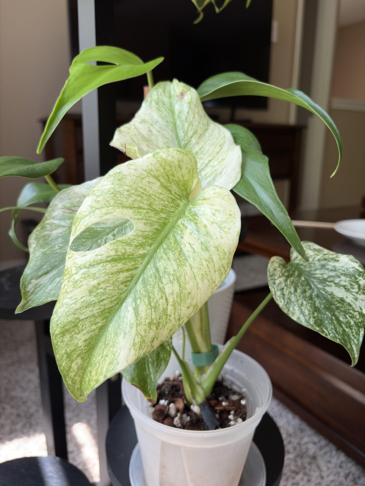 Newest leaf on monstera mint