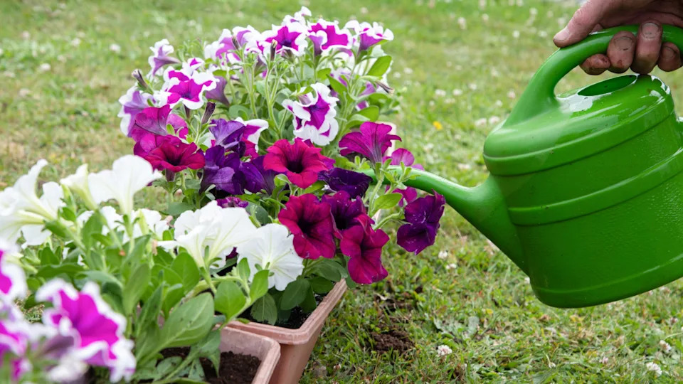 Photo by Ekaterina Toropova on Getty Images