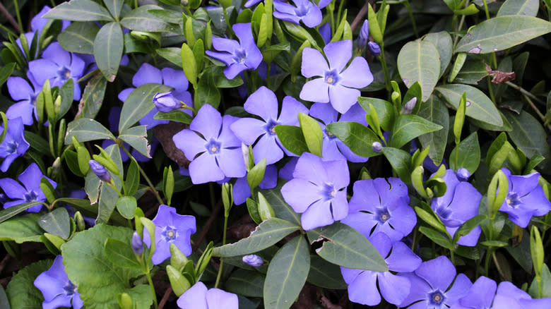 Blue-purple vinca flowers