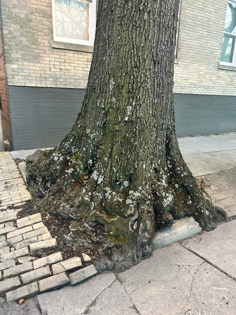 How much longer can the tree survive here?