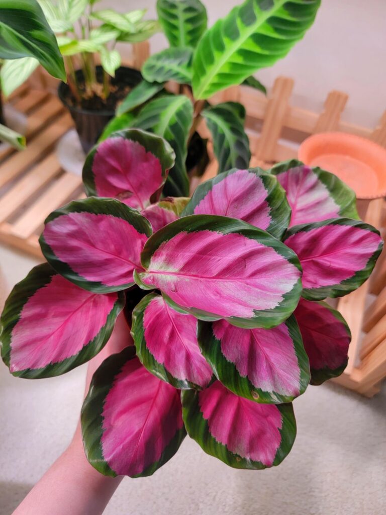 Who else love pink plants?This is my rosy calathea. Show me yours 😍.