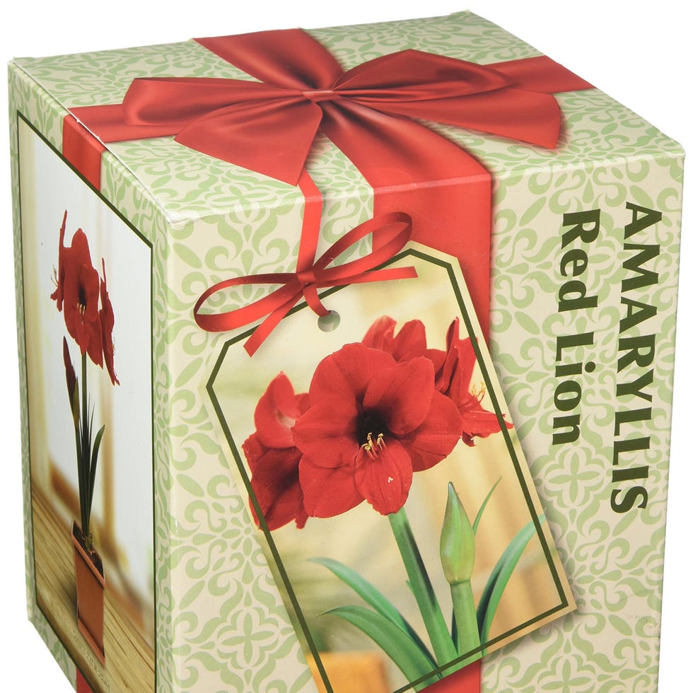 Red Lion Amaryllis Growing Kit