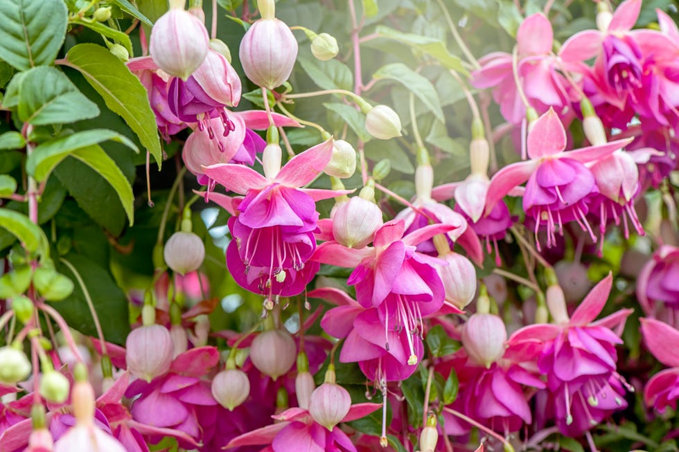 front door shade flower fuchsia