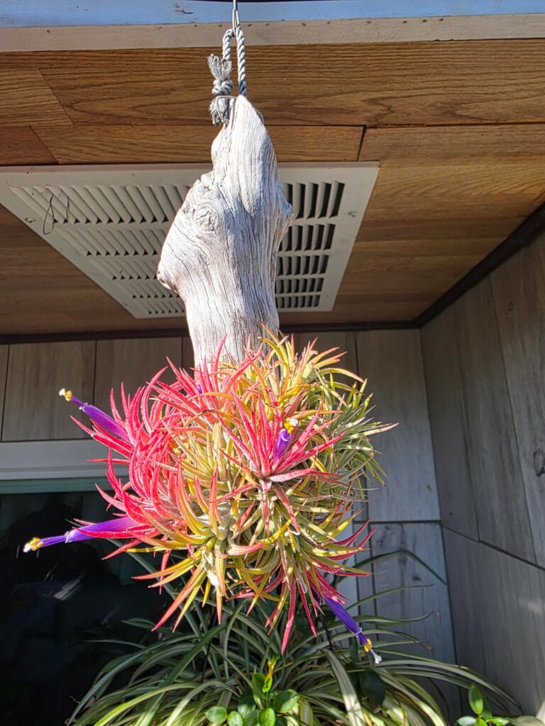 My ionanthas are blooming again