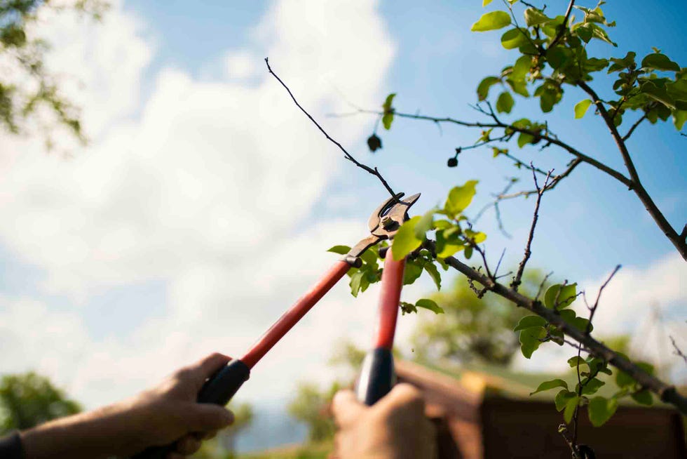 adult man's hands pruning branches of trees and shrubs in spring with professional pruning shears