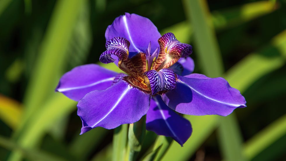 Bearded iris (Iris × germanica) in bloom in a garden bed