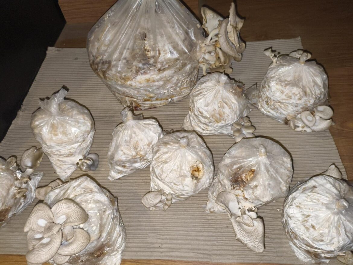 Can I feed the waste mushroom substrate to Earthworms?