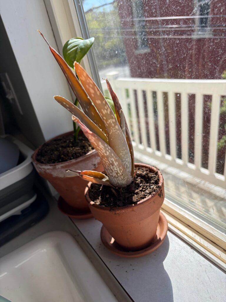 My Aloe Vera is Dying! My Aloe Vera is Dying!