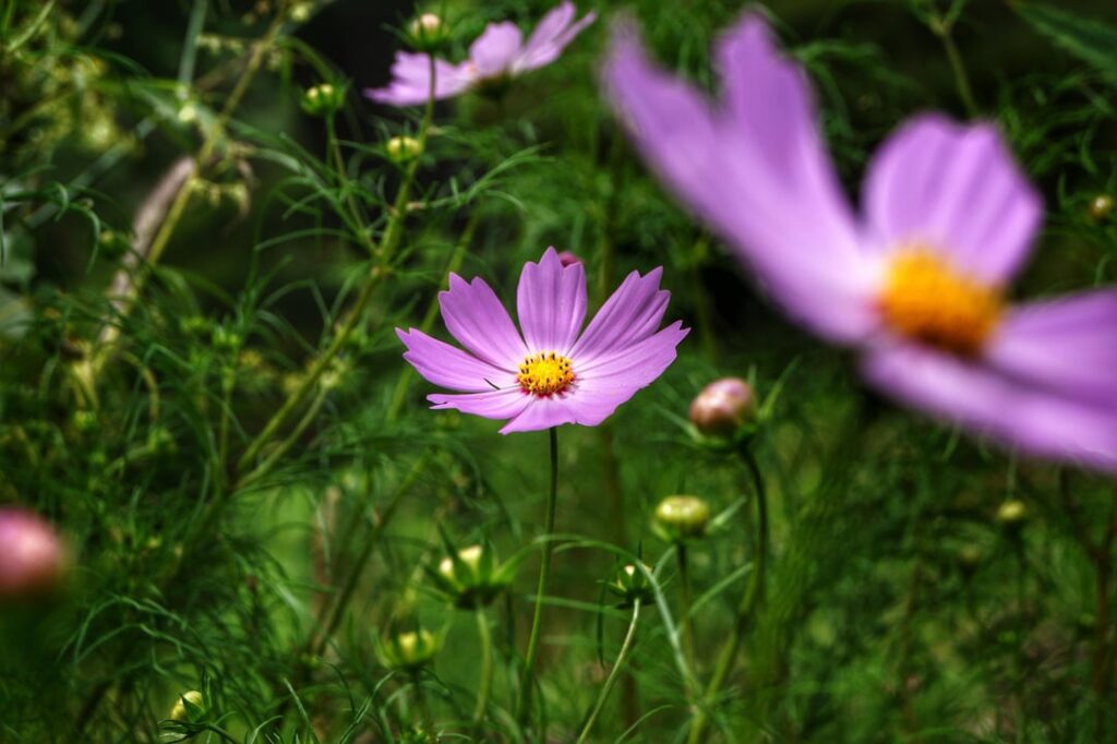 Nature’s Gift: Blossoms of Love and Memories