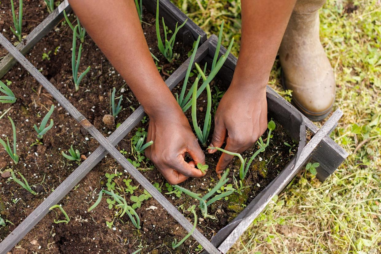 man removing weeds from his square foot garden.