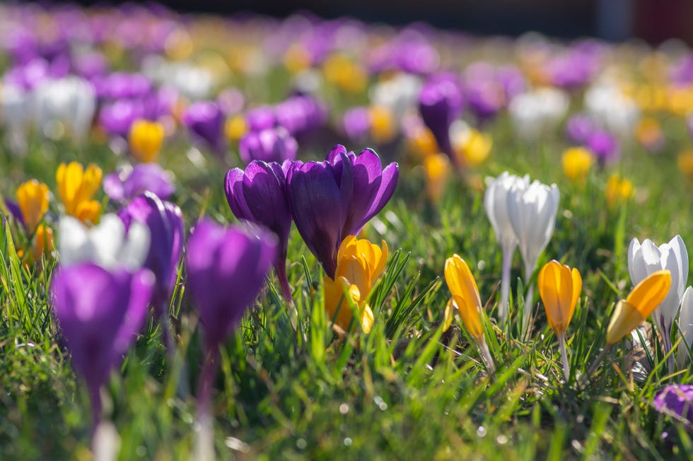 field of flowering crocus vernus plants, group of bright colorful early spring flowers in bloom, green grass field of flowering crocus vernus plants, group of bright colorful early spring flowers in bloom, green grass