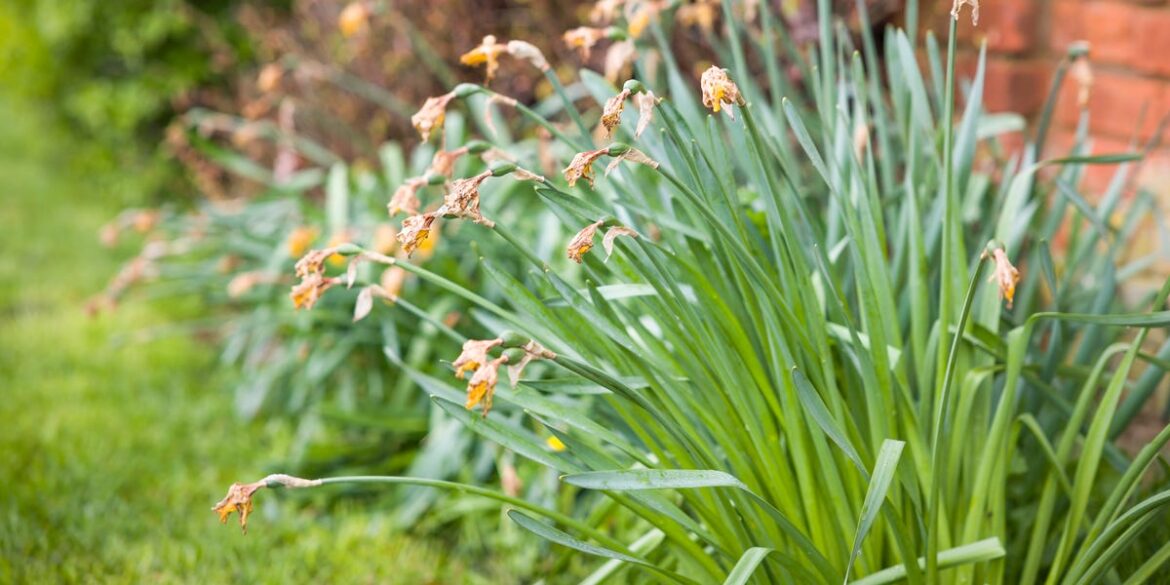 What to Do With Daffodils After Flowering—Don’t Make This Mistake