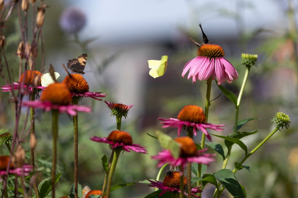 Butterflies and coneflowers in a garden butterflies and coneflowers in a garden
