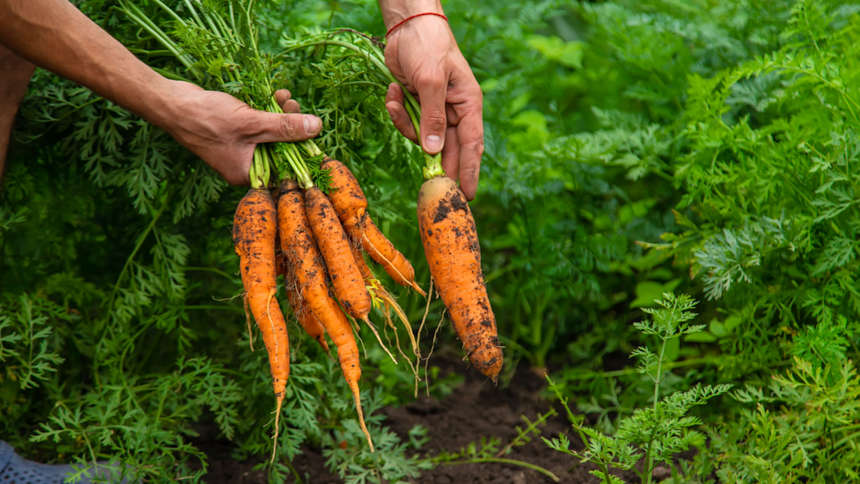 carrots garden hands soil