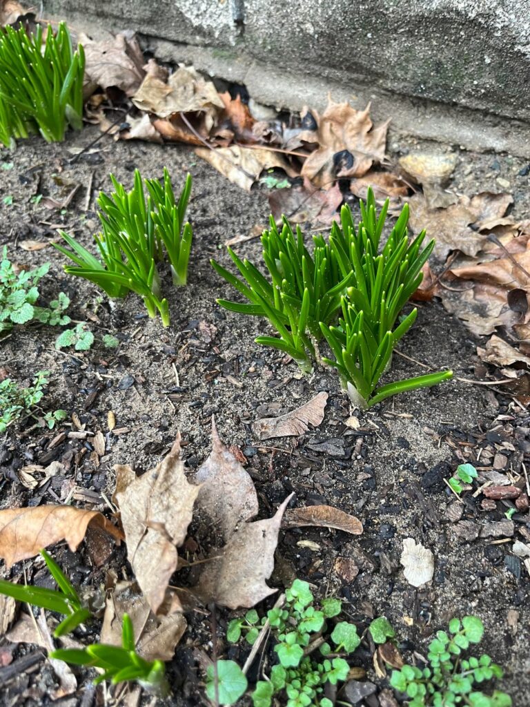 Growing next to my house