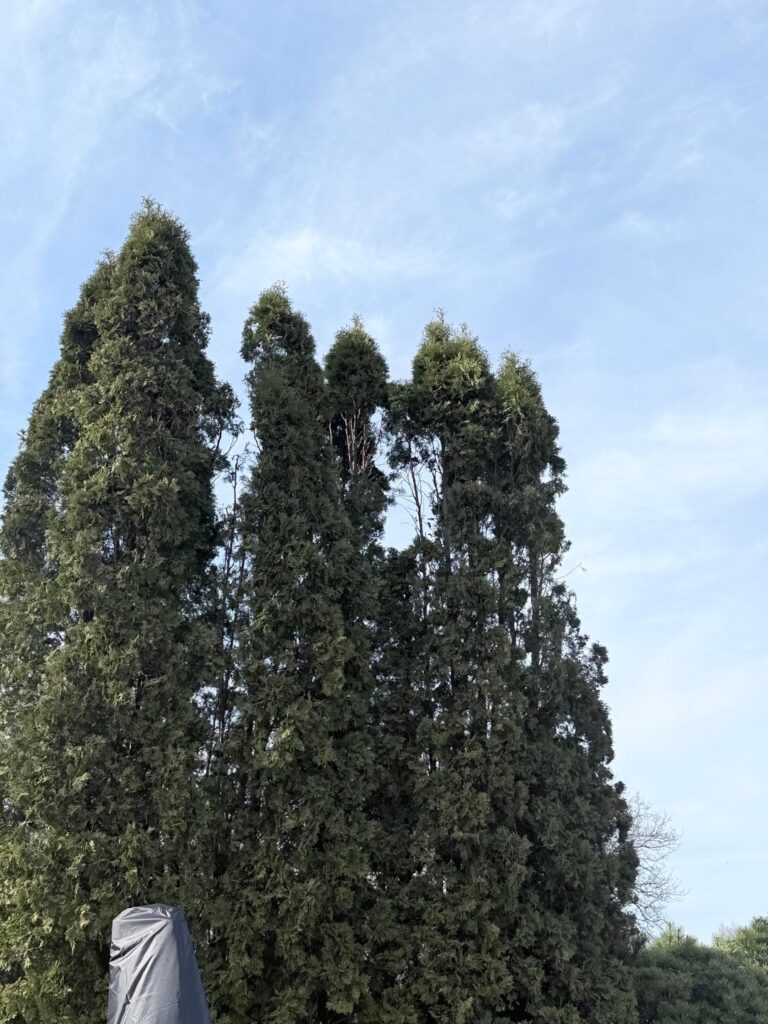 What is happening to my thuja?