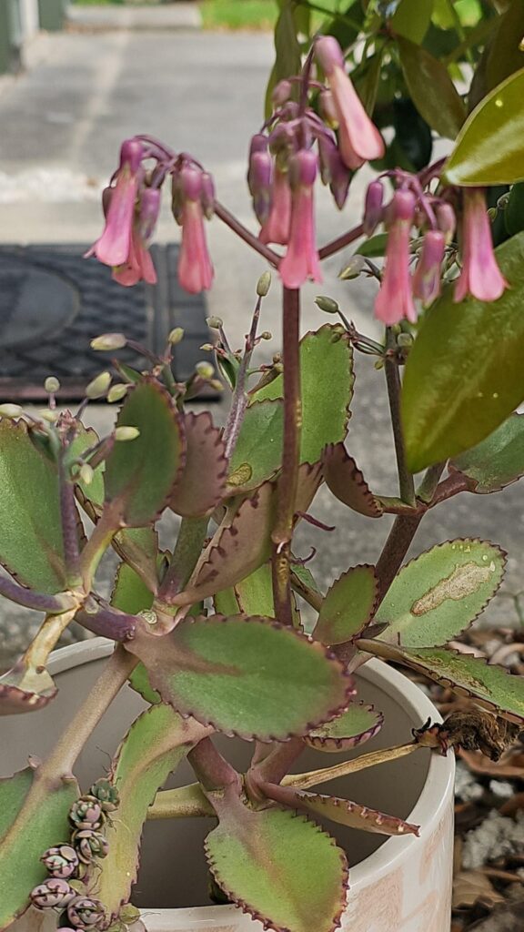 Mother of millions