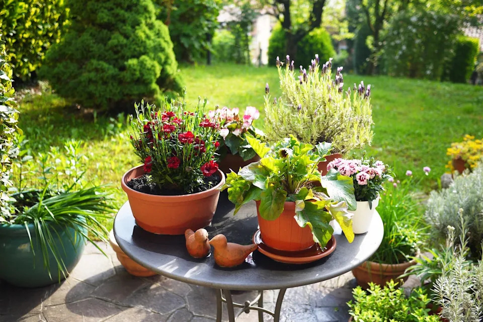 idyllic garden corner with colorful flowers on round iron table. carnations, cyclamen, french lavender, kitchen herbs against green meadow and bushes in the background.