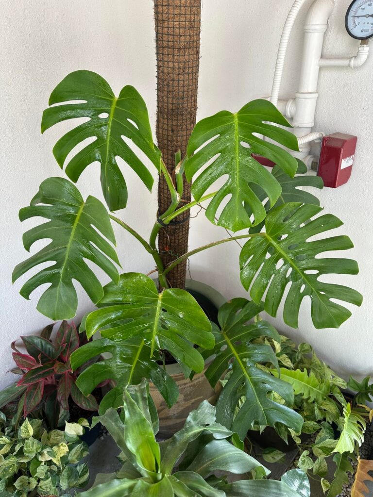 HELP! Monstera not growing new leaves for months! HELP! Monstera not growing new leaves for months!