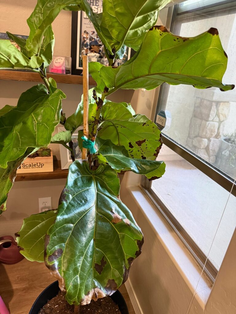 New FLF owner seeking advice