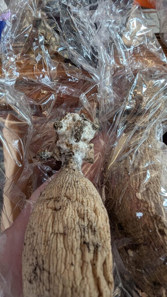 Moldy tubers still viable? Moldy tubers still viable?