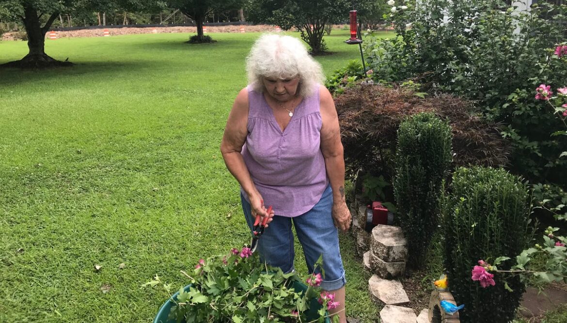 Best plants for spring planting in South Carolina and gardening tips Best plants for spring planting in South Carolina and gardening tips