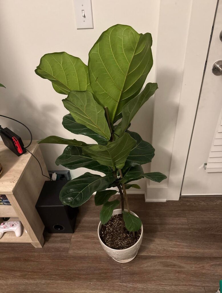 Bamboo Stake & markings on my FLF