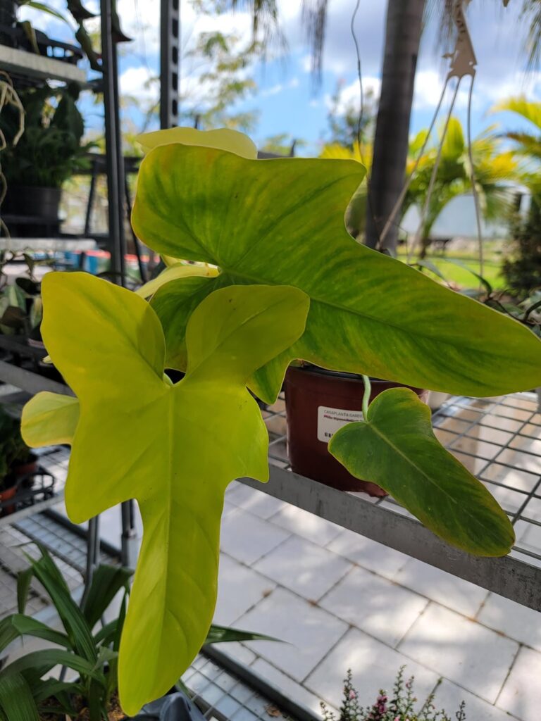 Philodendron ?