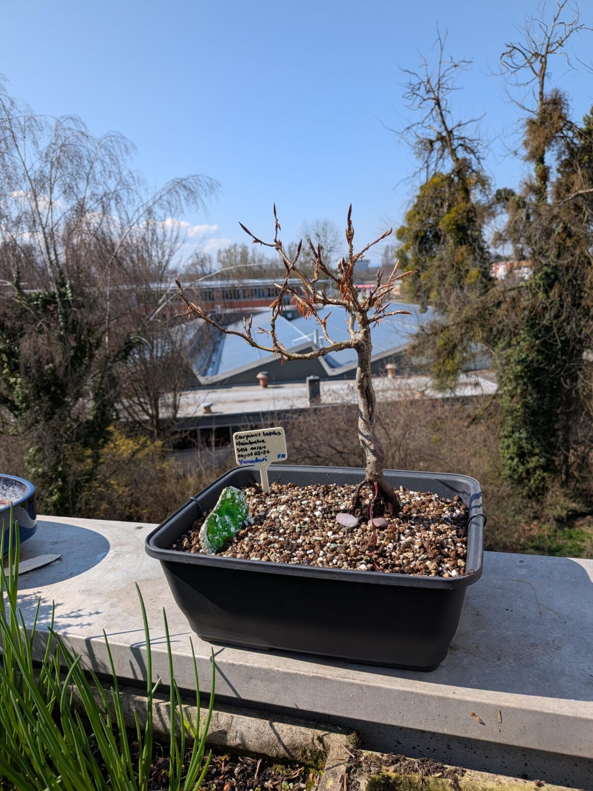 Fresh repot of yamadori hornbeam
