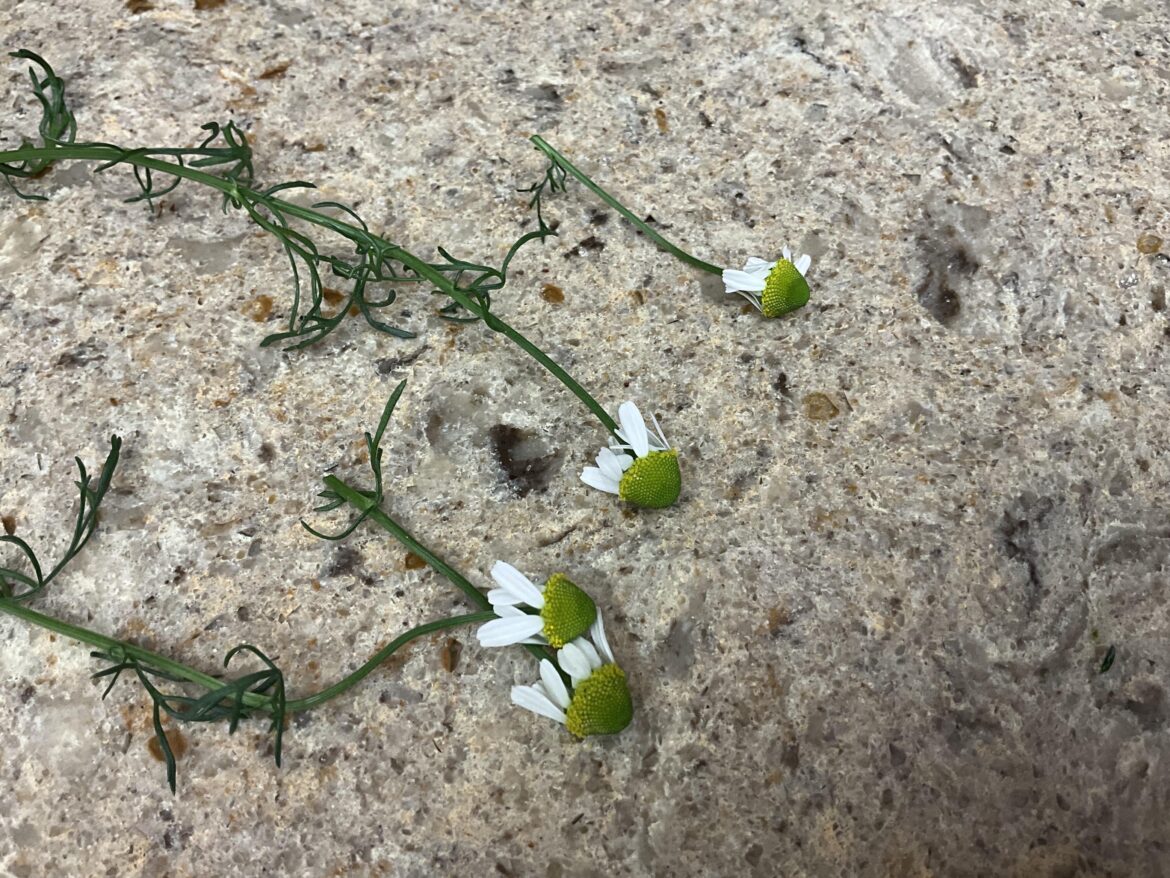 Why are my chamomile flowers dying before becoming ripe?