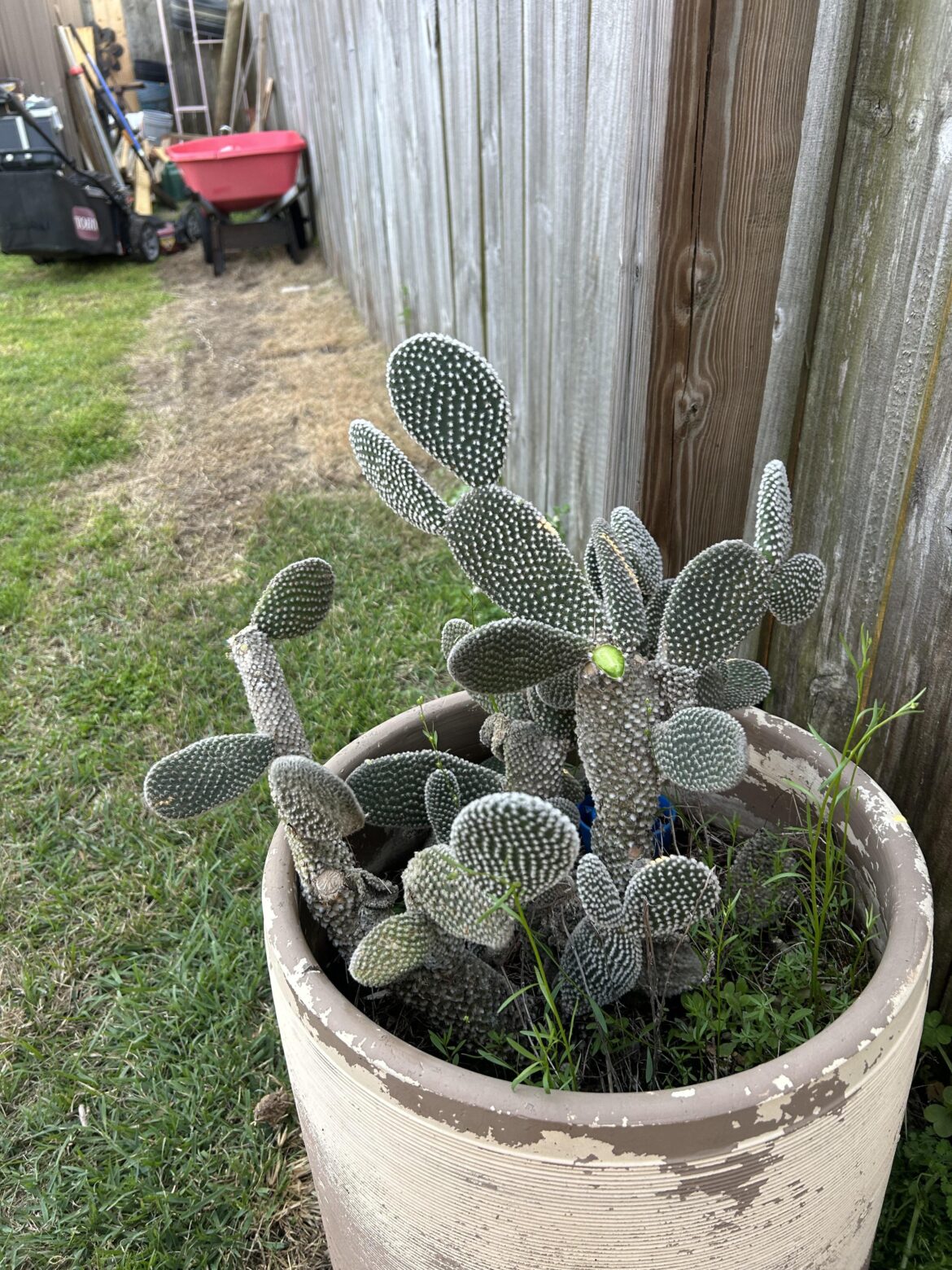 I saved this thing 16 years ago and neglected it for the last 10, but apparently she thrives on neglect.