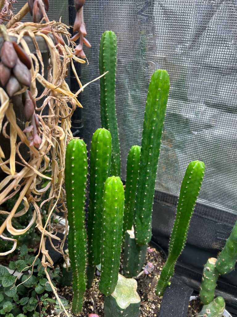 Little forest of friends