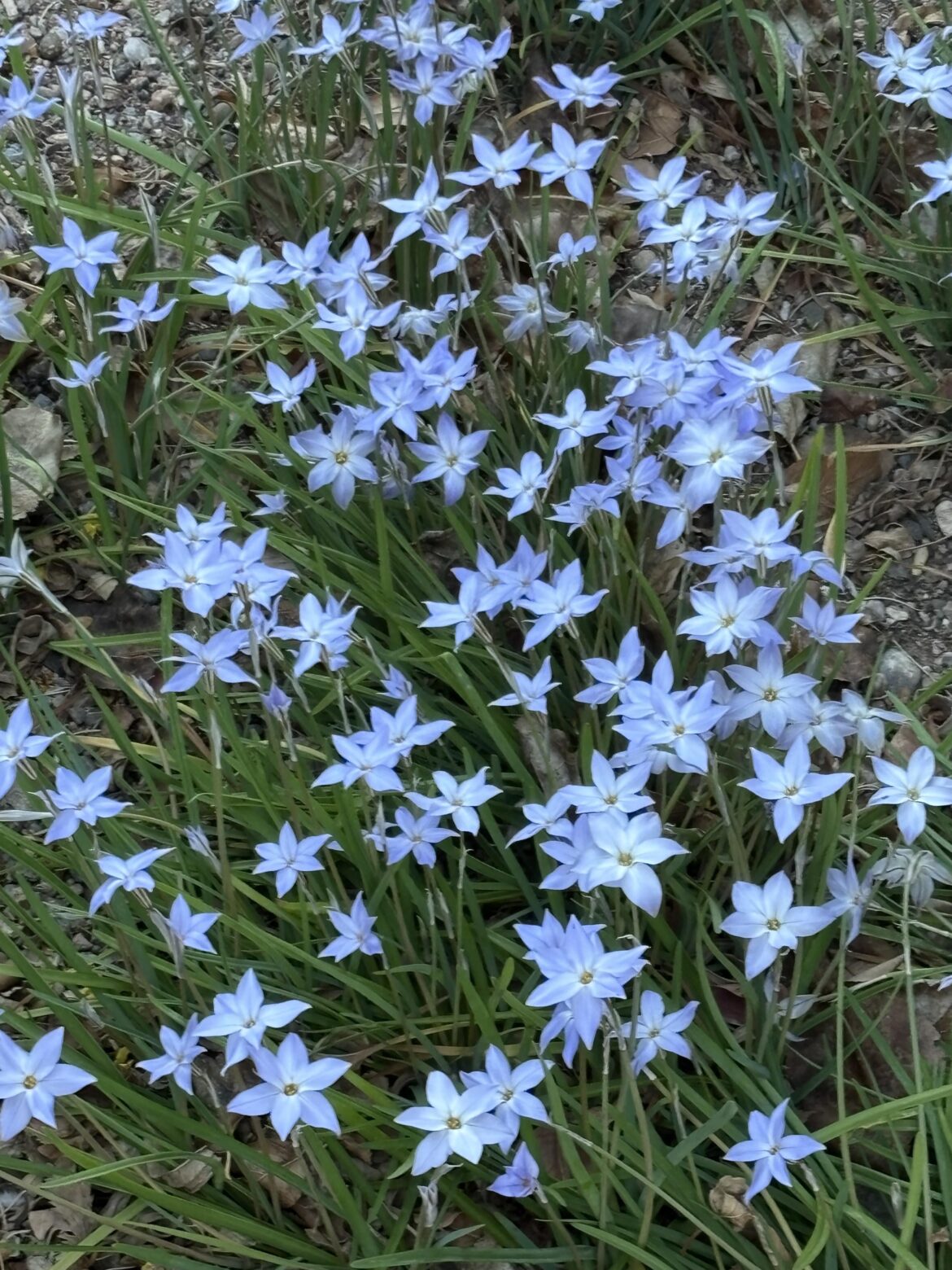 Anyone know what these are?